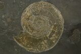 Plate of Jurassic Ammonite Fossils - Posidonia Shale, Germany #314861-1
